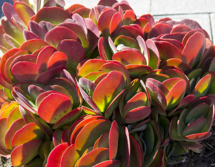 Flapjack Kalanchoe Live Succulent Plant - Bareroot Starter (Kalanchoe thyrsiflora) Paddle Plant