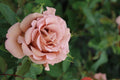 Mocha Mousse Rose Cuttings (3 unrooted) Rosa ‘Mocha Mousse’ – Rare Brown-Toned Floral Cuttings for Rooting or Grafting