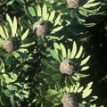 Leucadendron pubescens Seeds - Conebush (Rare South African Protea Relative) 5 Seeds