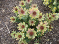Leucadendron tinctum Seeds – Conebush (5 Seeds) | Evergreen South African Protea Relative