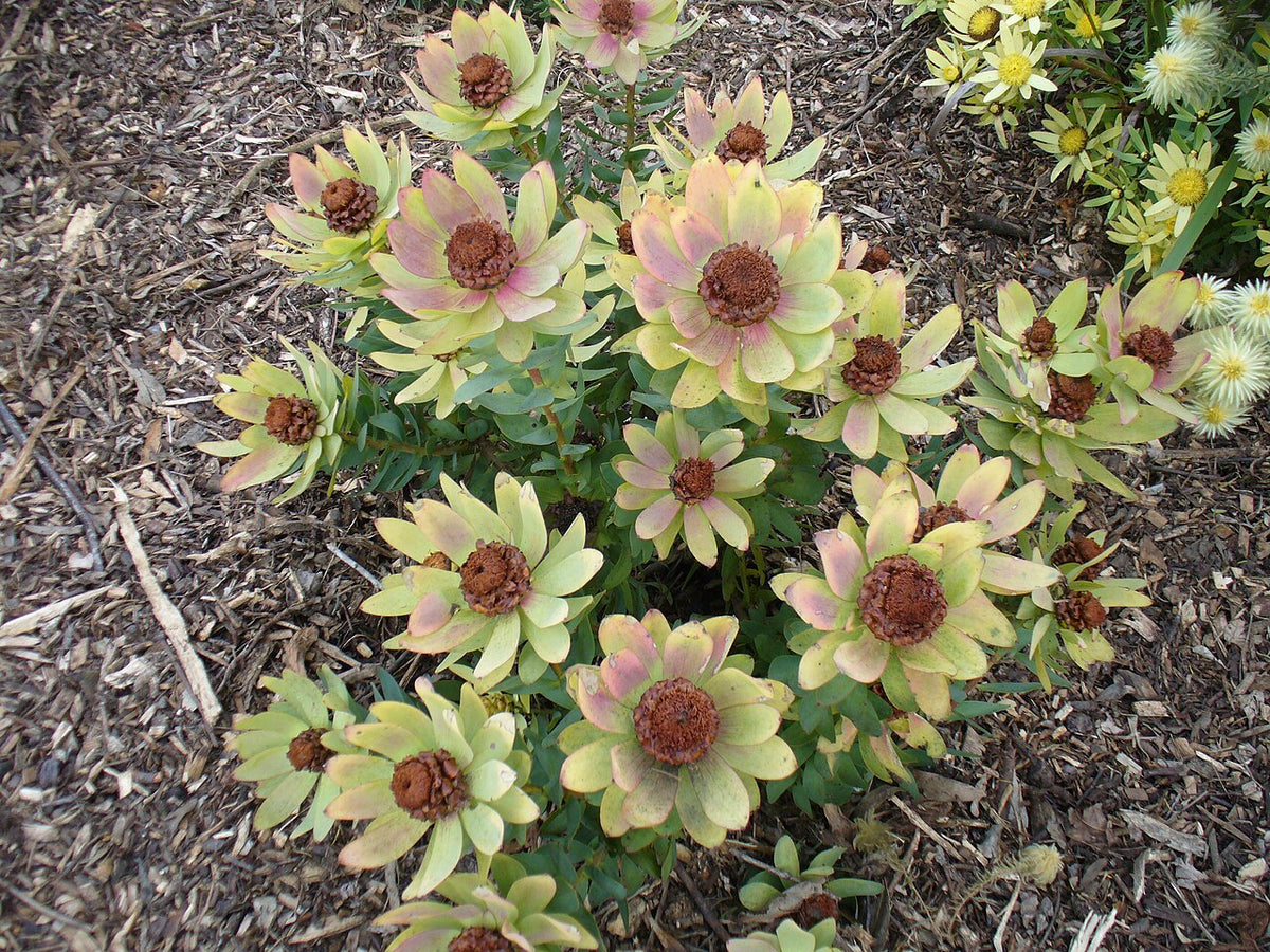 Leucadendron tinctum Seeds – Conebush (5 Seeds) | Evergreen South African Protea Relative