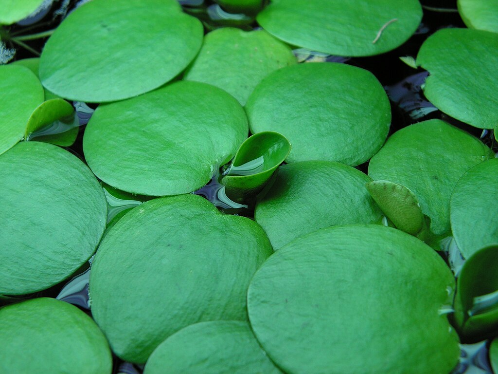 Live Frogbit Limnobium laevigatum - Bareroot Floating/Marginal Aquatic Plant