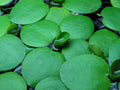Live Frogbit Limnobium laevigatum - Bareroot Floating/Marginal Aquatic Plant