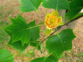 Tulip Tree Cuttings (Liriodendron tulipifera) - 6 Unrooted Tulip Poplar Cuttings