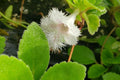 Alsobia dianthiflora Starter Plant in 1" Pot – Trailing Houseplant with Lacy White Blooms