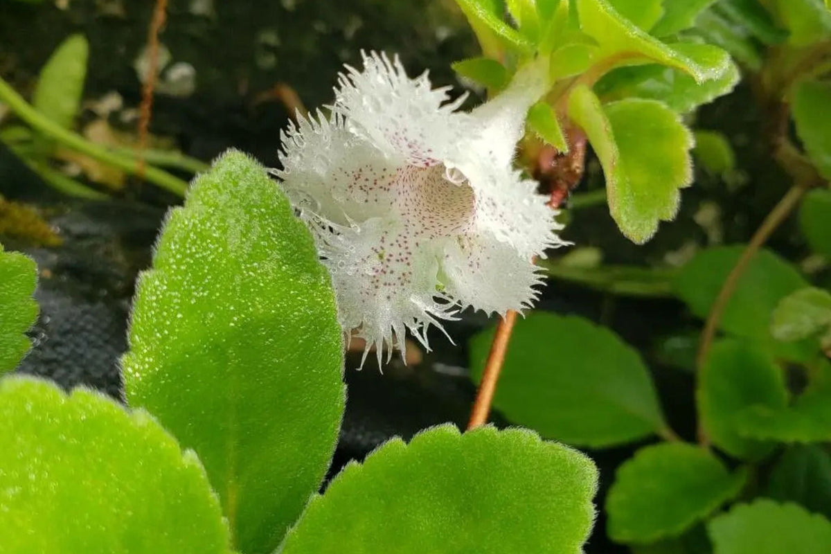 Alsobia dianthiflora Starter Plant in 1" Pot – Trailing Houseplant with Lacy White Blooms