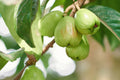 An Thái Wax Apple Plant (Syzygium samarangense) - 3 Gallon Pot