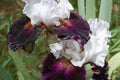 Bearded Iris Mixed 3 Plants - Iris germanica Bareroot Rhizomes
