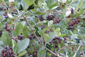 Aronia Tree Seedling (Black Chokeberry) Bareroot 12-18" - Aronia melanocarpa