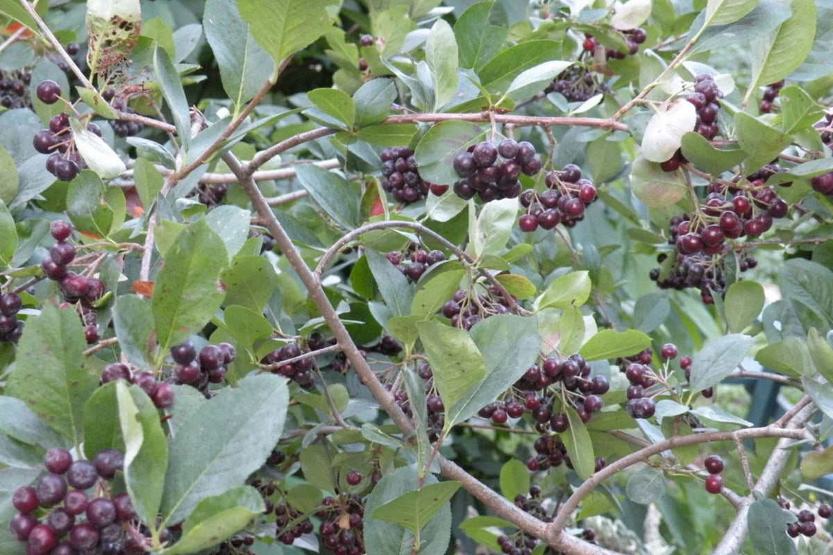 Aronia Tree Seedling (Black Chokeberry) Bareroot 12-18" - Aronia melanocarpa