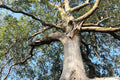 White Ash Tree Seedling Fraxinus americana 8-12" Bare Root - Native Bareroot Plant