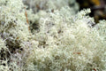 Lichen Bulk Box - Reindeer Moss & Similar, 14"x7.5"x5" – Natural Dried Lichen for Crafts & Decor