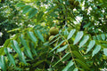Black Walnut Tree (Juglans nigra) Bareroot 30-40" Native Eastern US