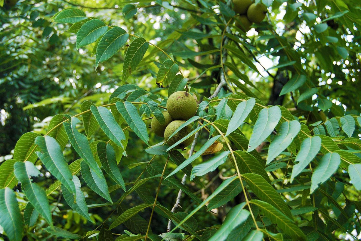 Black Walnut Tree (Juglans nigra) Bareroot 30-40" Native Eastern US