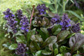Ajuga reptans Plantlets (12 Bare Root) - Bugleweed Ground Cover