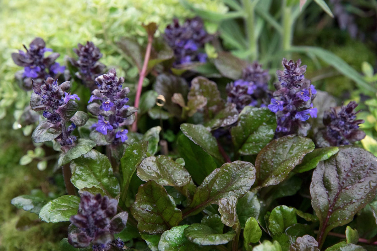 Ajuga reptans Plantlets (12 Bare Root) - Bugleweed Ground Cover