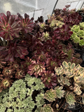 Aeonium Succulent Cuttings – 3 Unrooted Cuttings for Propagation