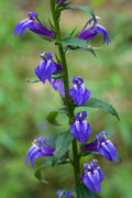Lobelia siphilitica Seeds (Great Blue Lobelia) - 500 Non-GMO Perennial Seeds for Native Pollinator Gardens