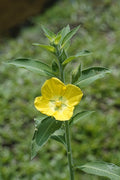 5 Live Peruvian Primrose-Willow Cuttings – Ludwigia Species (Yellow Flowers) - Easy to Root