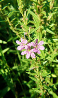 Winged Loosestrife (Lythrum alatum) Seeds — Native Wetland Perennial, 1000 Seeds