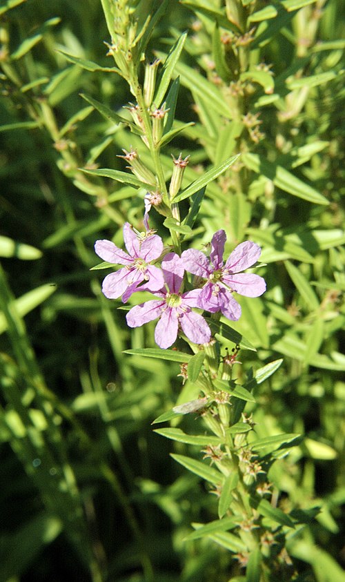 Winged Loosestrife (Lythrum alatum) Seeds — Native Wetland Perennial, 1000 Seeds