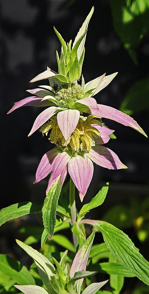 Monarda punctata Seeds (Spotted Bee Balm) – 100 Seeds, Native Wildflower
