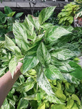 Marble Queen Pothos Rooted Cutting – Variegated Epipremnum Aureum, Easy-Care Indoor Plant