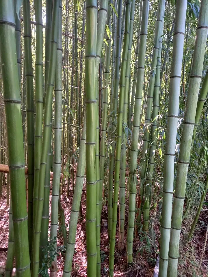Madake Bamboo Rhizomes (Phyllostachys bambusoides) Bare Root Starter | Timber Bamboo, Cold Hardy 50-70 ft