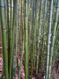 Madake Bamboo Rhizomes (Phyllostachys bambusoides) Bare Root Starter | Timber Bamboo, Cold Hardy 50-70 ft