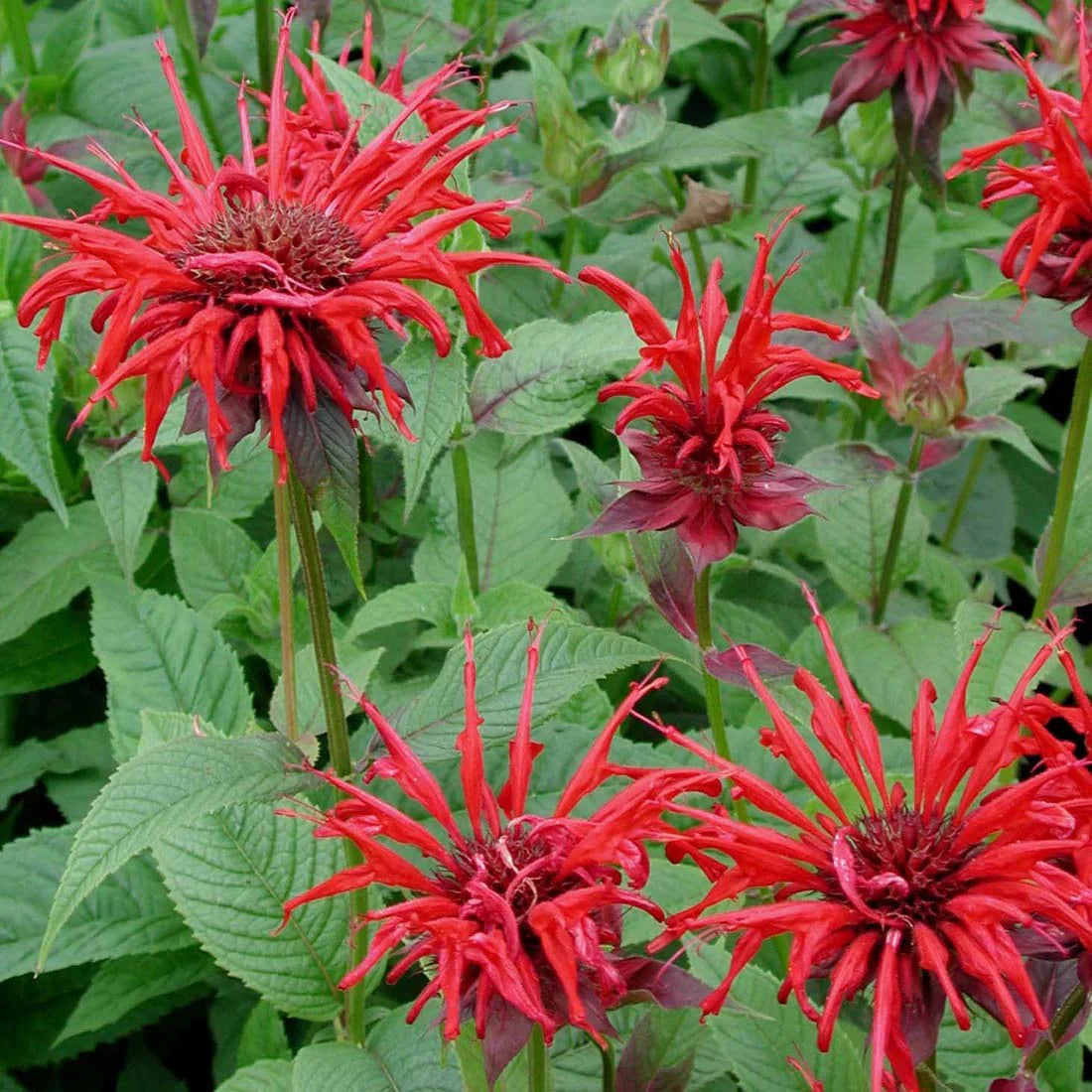 Live Jacob Cline Bee Balm Plant Monarda didyma - 1 Pint Pot