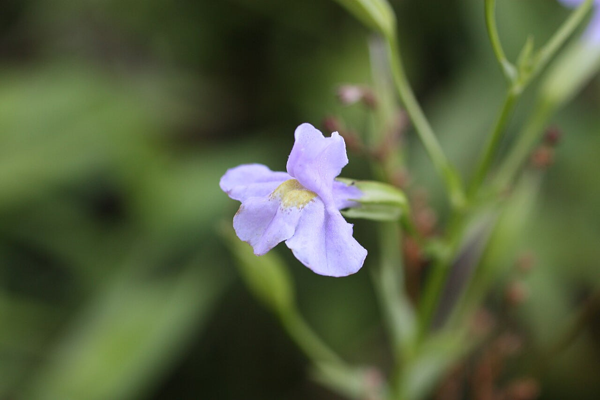 Mimulus ringens (Monkey Flower) Seeds – 5000 Non-GMO Seeds for Wetlands, Pollinator Gardens