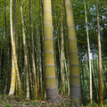 Mosso Bamboo Phyllostachys edulis - 2 Root Plants for Privacy Screen, Cold Hardy