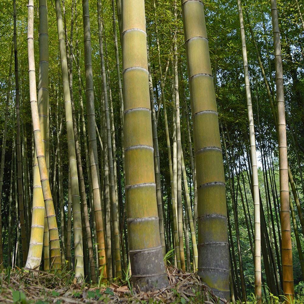 Mosso Bamboo Phyllostachys edulis - 2 Root Plants for Privacy Screen, Cold Hardy