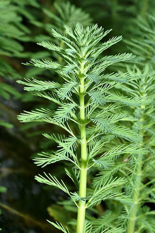 Parrot’s Feather Plant Myriophyllum aquaticum - Live Bareroot Floating Pond Plant