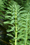 Parrot’s Feather Plant Myriophyllum aquaticum - Live Bareroot Floating Pond Plant