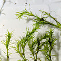 Guppy Grass – Live Guadelupensis Najas guadalupensis, Freshwater Aquarium Plant (Live Portion)