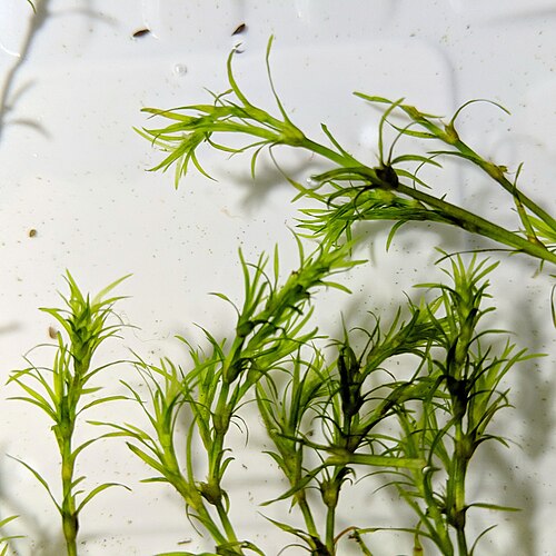 Guppy Grass – Live Guadelupensis Najas guadalupensis, Freshwater Aquarium Plant (Live Portion)