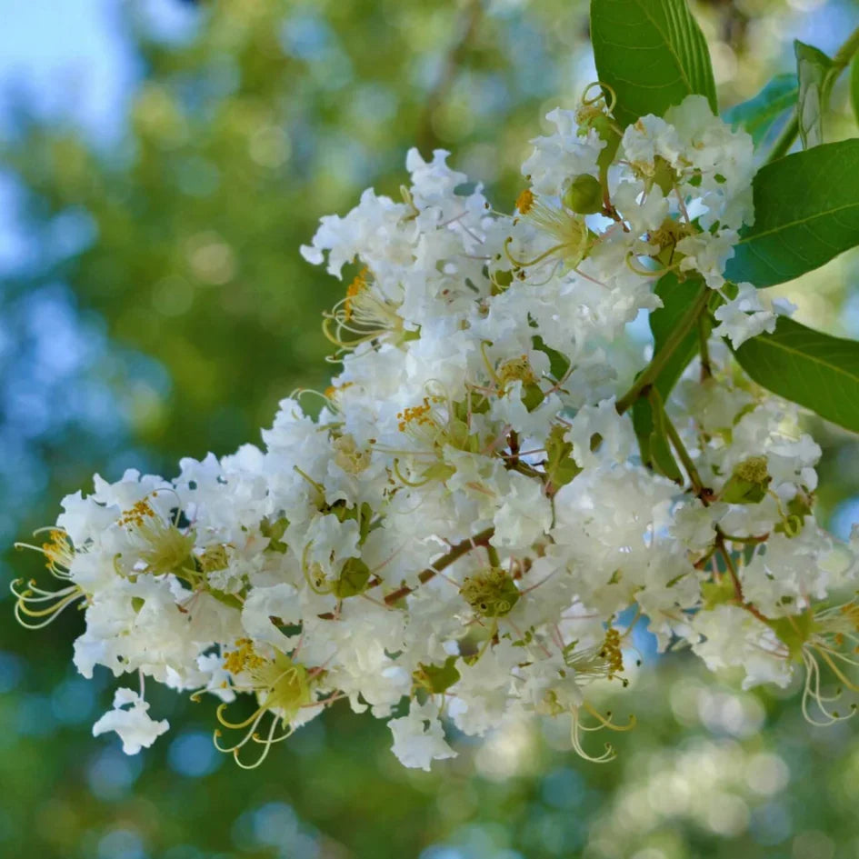 White Blooming Crape Myrtle Cuttings (Lagerstroemia indica) – 5 Fresh Unrooted, Organic, Non-GMO