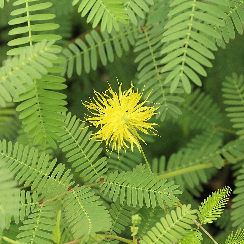 Water Mimosa Neptunia oleracea - Live Bareroot Aquatic Plant for Ponds (Floating/Marginal)