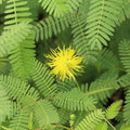 Water Mimosa Neptunia oleracea - Live Bareroot Aquatic Plant for Ponds (Floating/Marginal)