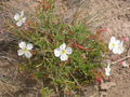 Oenothera pallida Seeds (Pale Evening Primrose) – 100 Non-GMO Seeds for Wildflower Gardens