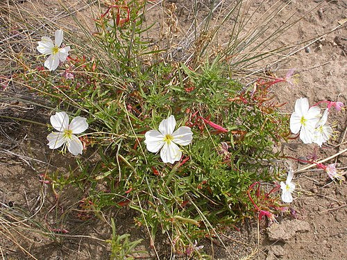 Oenothera pallida Seeds (Pale Evening Primrose) – 100 Non-GMO Seeds for Wildflower Gardens