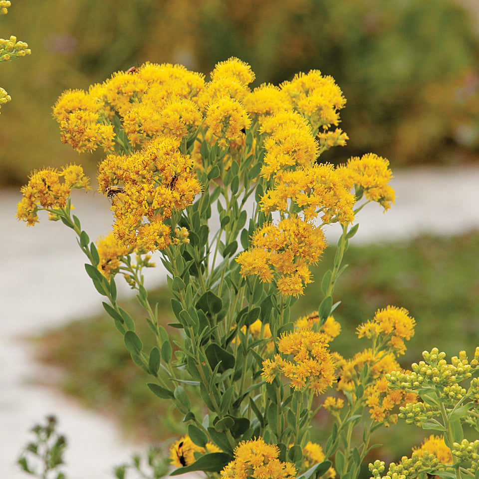 Oligoneuron rigidum (Stiff Goldenrod) Seeds — 700 Seeds, Native Perennial Wildflower