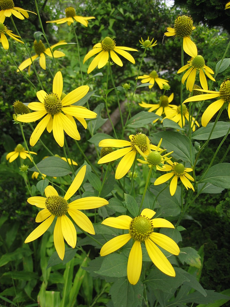 Rudbeckia laciniata ampla Seeds - Cutleaf Coneflower (50 Seeds) | Pollinator Friendly Native Wildflower