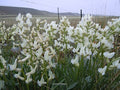 Oxytropis sericea Seeds – Silky Locoweed, 25 Seeds, Native Perennial Legume for Prairies