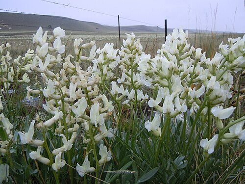 Oxytropis sericea Seeds – Silky Locoweed, 25 Seeds, Native Perennial Legume for Prairies