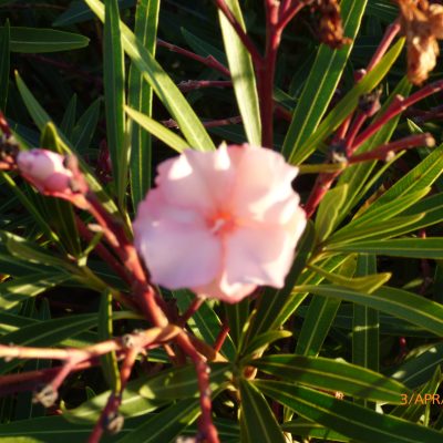 Mrs. Roeding Oleander Cuttings – Nerium oleander, 3 Fresh Cuttings for Rooting or Grafting