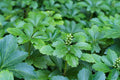 25 Live Pachysandra Terminalis Plants - Japanese Spurge Ground Cover Bare Root Shade