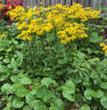 Packera aurea Seeds (100) Golden Ragwort – Native Perennial Wildflower for Shade & Pollinators