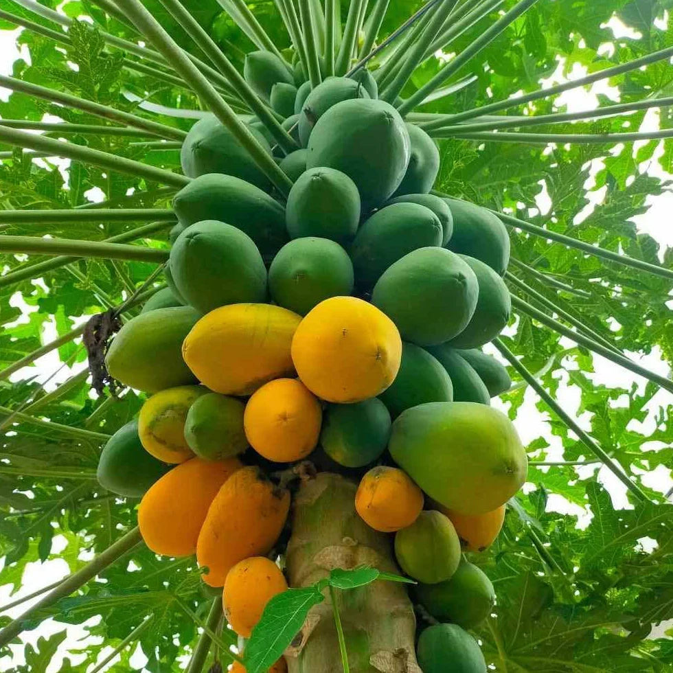 Red Lady Papaya Plant – Carica papaya ‘Red Lady’ | Live Starter Plant, Self-Fertile, Dwarf Tropical Tree